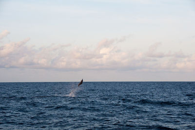 Dolphin in mid-air over sea against sky