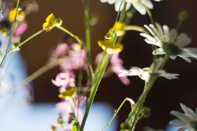 Close-up of flowers against blurred background