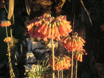 Close-up of flowers blooming outdoors