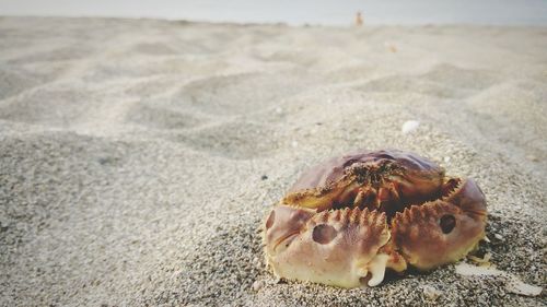 Close-up of crab at beach