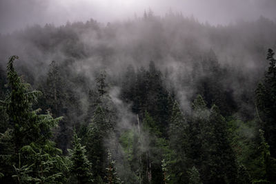 Panoramic view of forest against sky