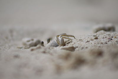 Close-up of lizard on sand at beach