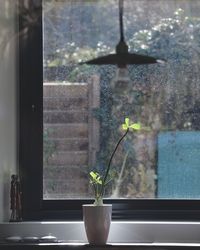 Potted plant on window sill