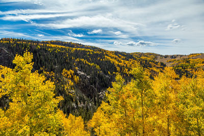 Scenic view of forest against sky