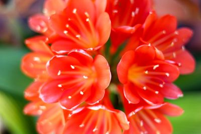 Close-up of red flower