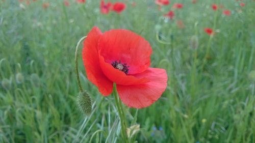 Close-up of red poppy blooming in field