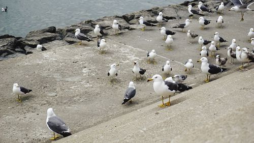 High angle view of seagulls on shore