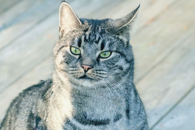 Close-up portrait of tabby cat