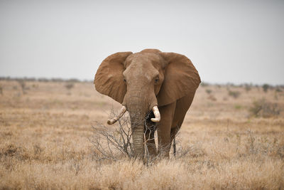 Elephant in a field