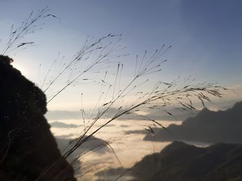 Close-up of silhouette plant against sky during sunset