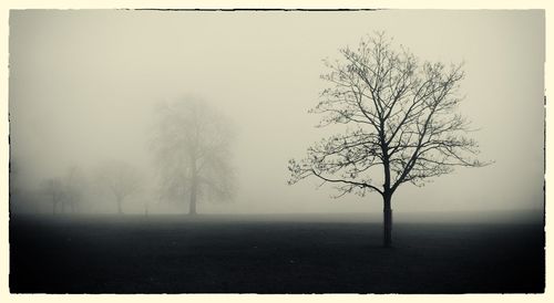 Bare tree on field against sky