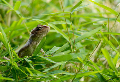 Close-up of a lizard on grass