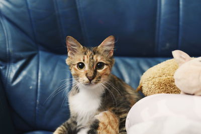 Close-up portrait of a cat