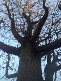 Low angle view of bare trees against sky