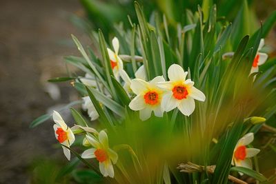 Close-up of yellow flower