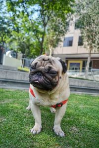 Portrait of a dog on field