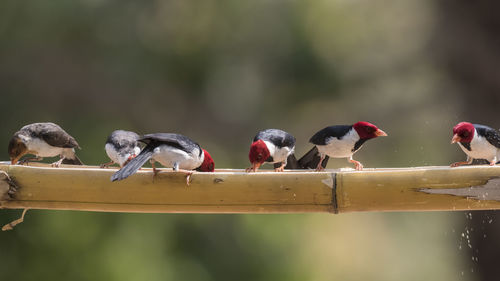 Close-up of bird perching on branch