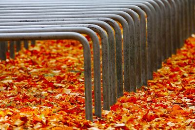 Close-up of dry leaves falling on metal during autumn