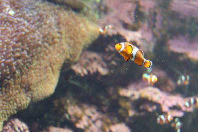 Fish swimming in sea