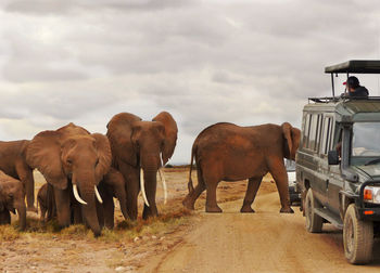 Elephants walking by vehicle on road against sky