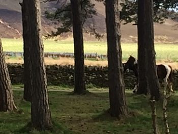 Trees on grassy field