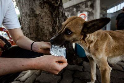 Stray dog with a poor and thin body. eats food from the hands of people walking along the street