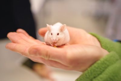 Close-up of hand holding mouse