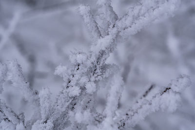 Close-up of snow covered plants