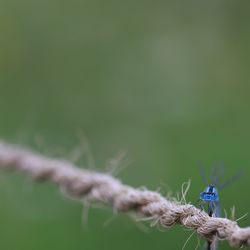 Close-up of rope tied to metal fence