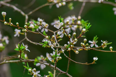 Close-up of flowering plants on branch