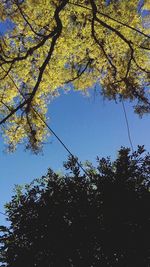 Low angle view of tree against sky