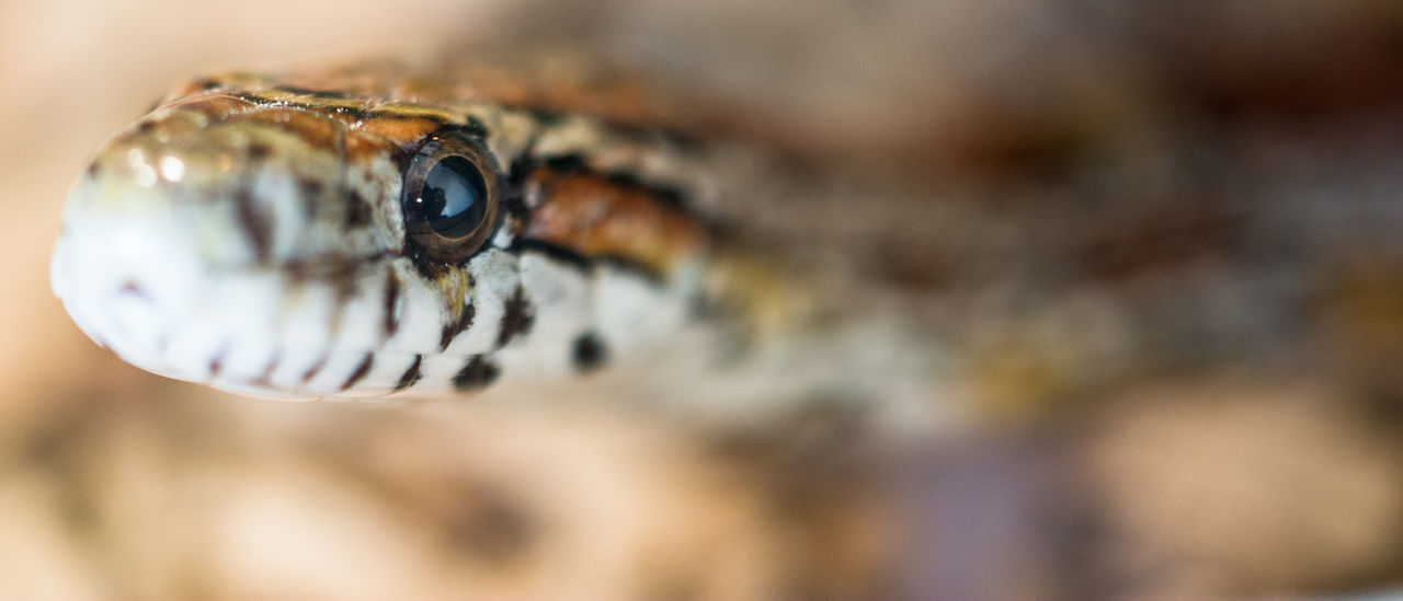 CLOSE-UP OF AN ANIMAL