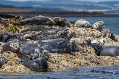Pod of atlantic grey seals hauled out onto rocks on the farne islands on the northumberland coast.