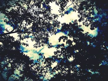 Low angle view of silhouette trees against sky