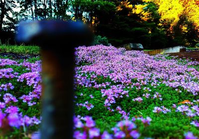 Pink flowers blooming in park