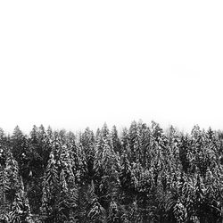 Low angle view of trees against clear sky