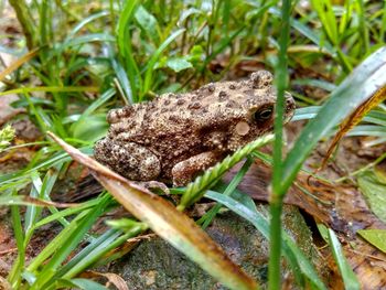 Close-up of a lizard on a land