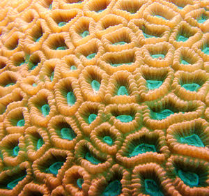 Full frame shot of coral in sea