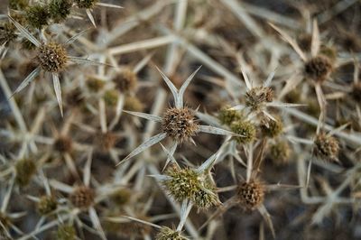 Close-up of cactus plant