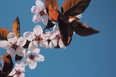 Low angle view of cherry blossoms against blue sky