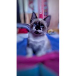 Close-up portrait of cat at home