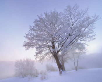 Bare trees on snow covered landscape