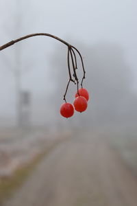 Close-up of red berries on plant