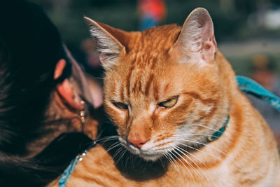 Close-up of cat