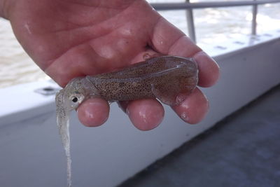 Close-up of hand holding crab