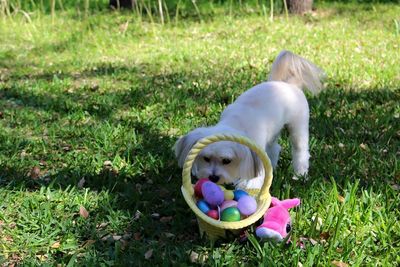 Maltipoo with easter eggs in basket on grassy field