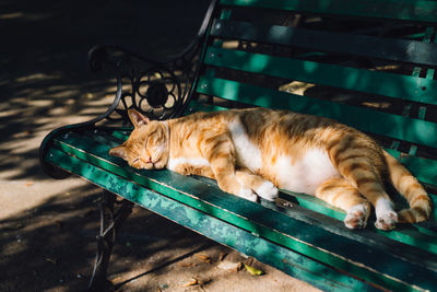 Cat lying down