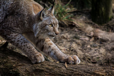 Cat lying on the ground