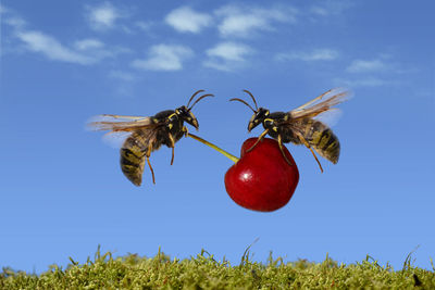 Close-up of insects on plant against sky