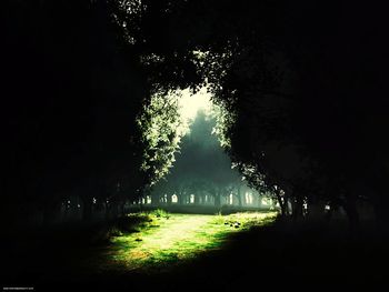 Trees on landscape against foggy weather